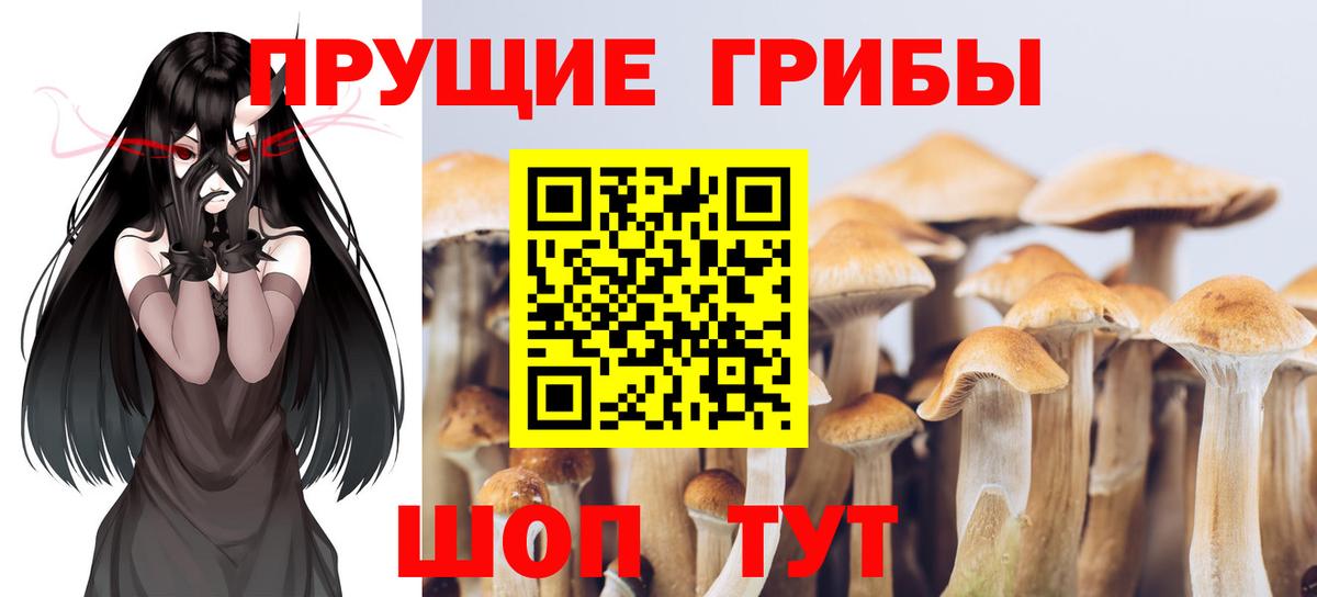 Галлюциногенные грибы Psilocybe  Псилоцибиновые грибы GOLDEN TEACHER  Нижнекамск 